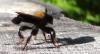 Laphria flava